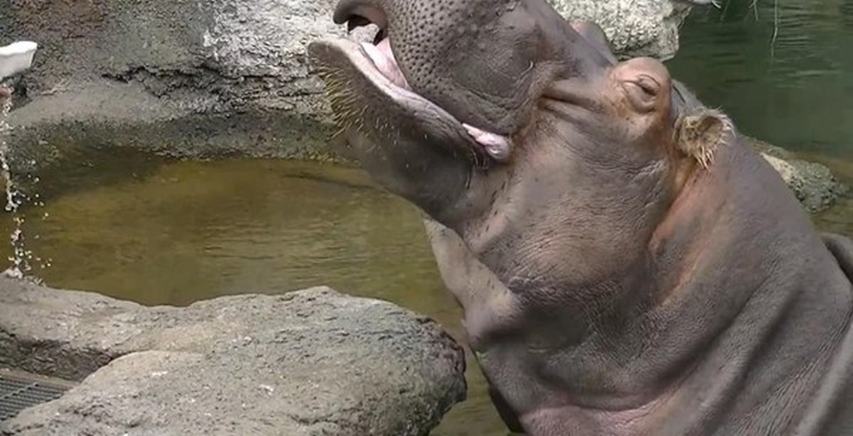 Бегемот и птицы чистильщики. Бегемот чистит зубы. Работник зоопарка. Бегемот чистит зубы. Бегемот чистит зубы.