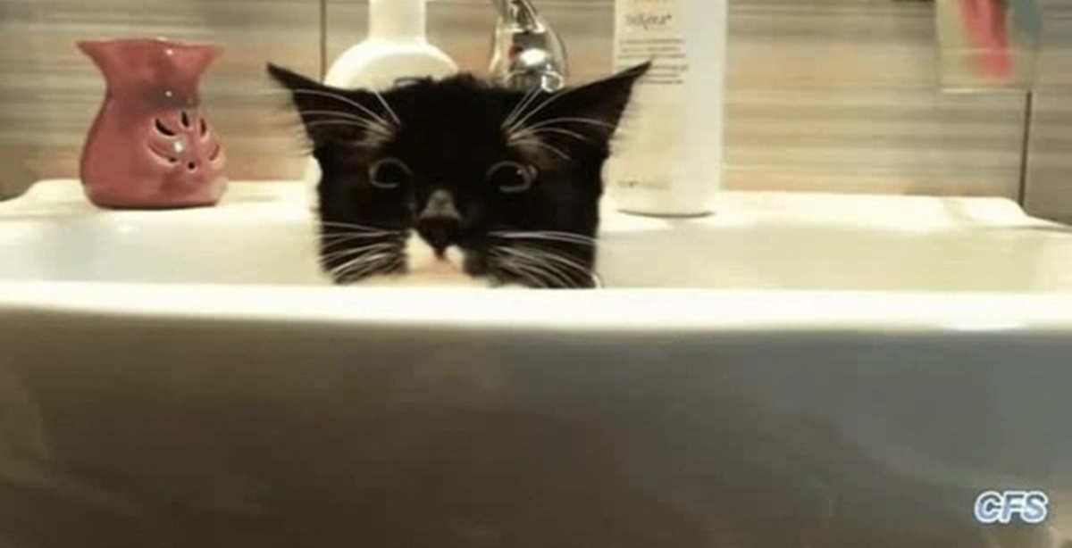 Видео коты в ванне. Кот в ванне. Смешные коты в ванне. Смешные котики в ванной. Коты моются.