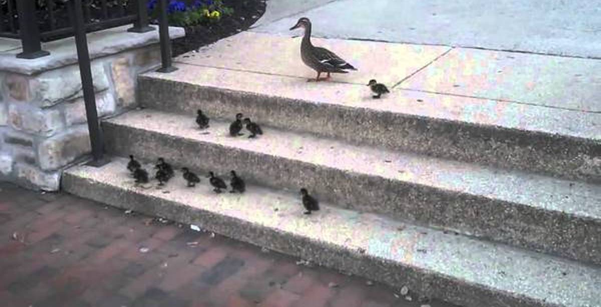 утка с утятами переходит дорогу. лестница утка. утята детская игрушка с лестницей. игрушка утята поднимаются по лестнице. уточки на лестнице.