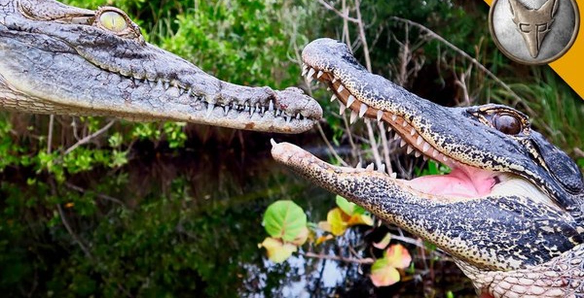 Caiman vs crocodile vs alligator. Crocodile vs crocodile. крокодил против аллигатора. нильский крокодил против льва. кайман vs аллигатор.