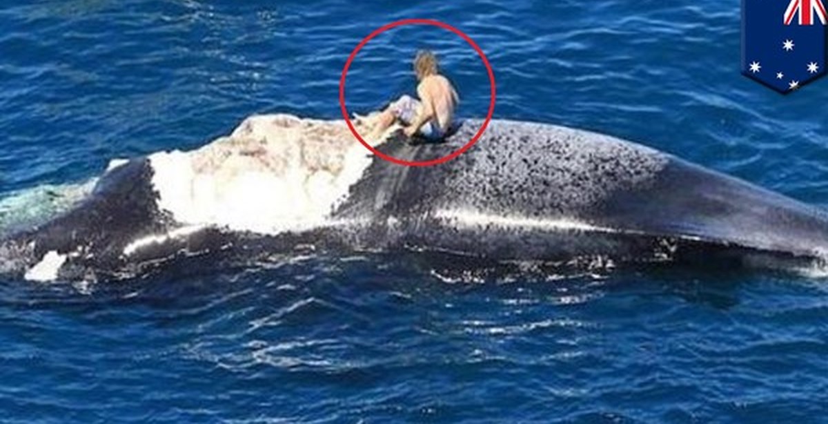 Нападение касаток. Касатки нападают на китов. Увидеть кита. Касатки нападают на дельфинов.