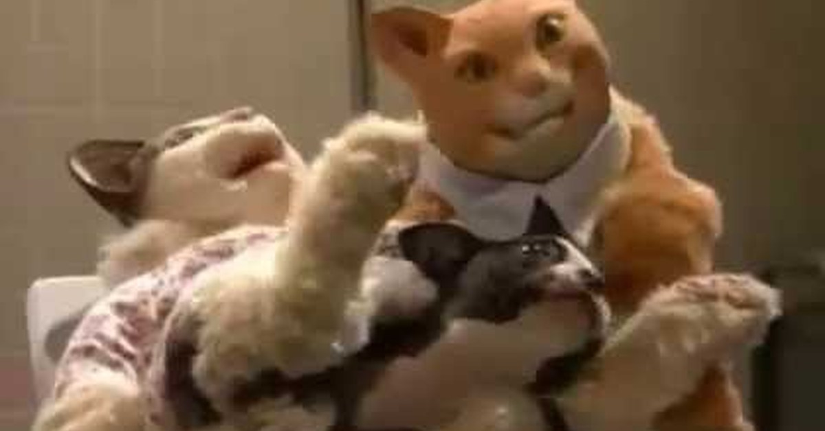 Un шлак кот. Un шлак кот. Un шлак кот. Отличный вкус не спорь. Кот дерьмецо.