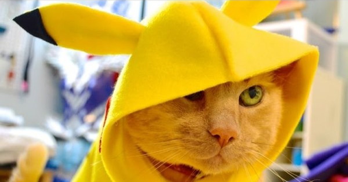Игры желтый кот. Милые желтые котики. Желтая ава. Котик на желтом фоне. Кот Пикачу.