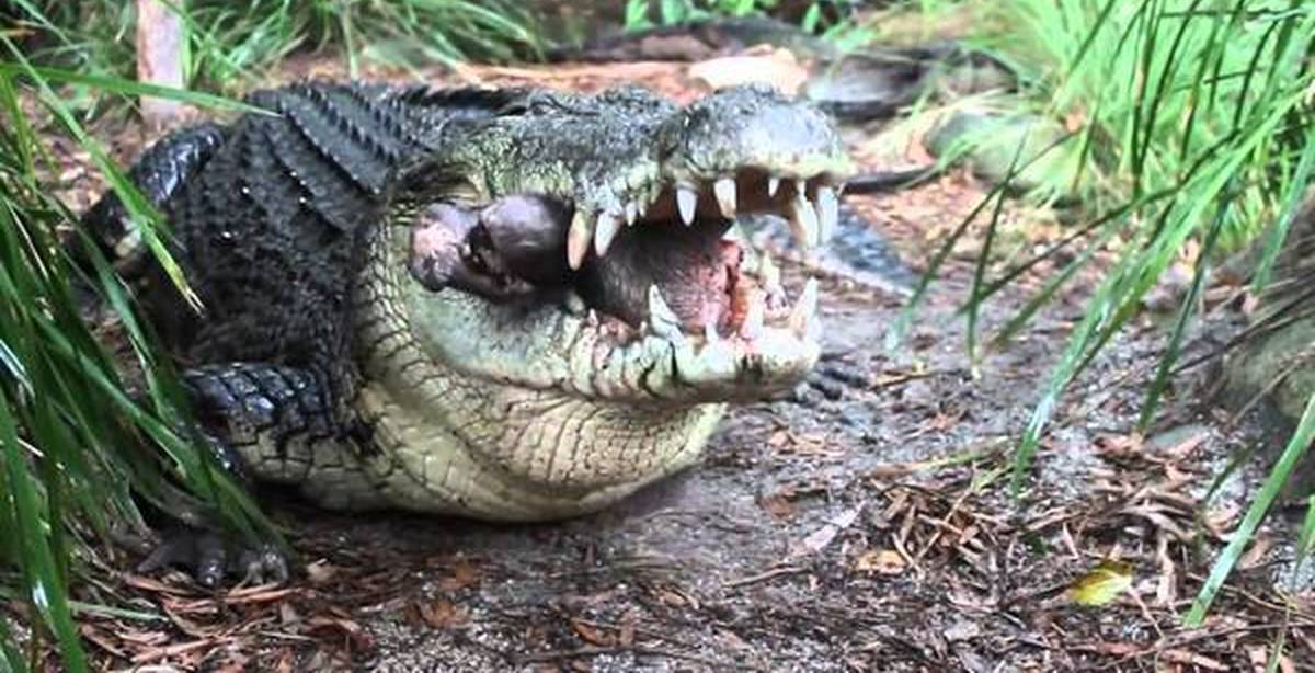 Shaman Eaten By Crocodile