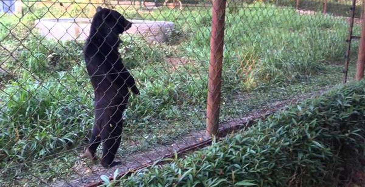 Где гуляет медведь. Малайский медведь на задних лапах. Bear walk.