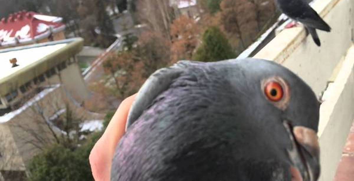 Голубь залетел. Голубь зашел к совам. Голубь в квартире. Дом для голубей. Голуби зашли не в тот дом.