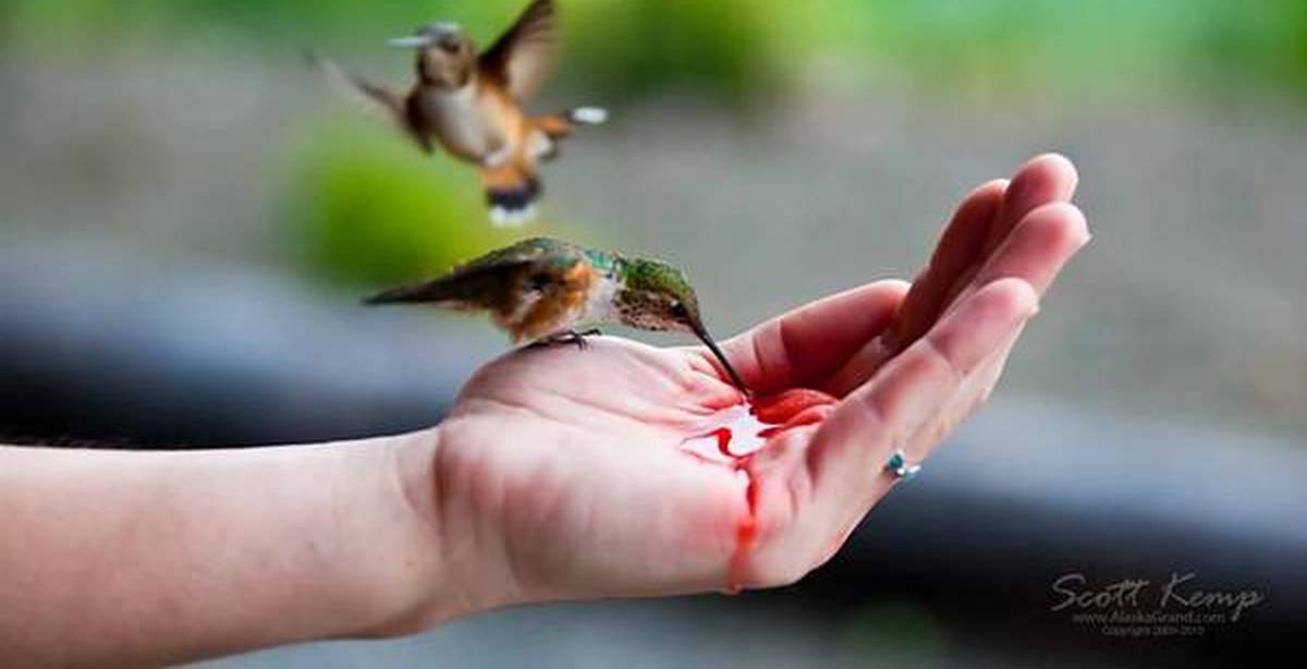 Птичка без слов. Птенец Колибри. Колибри самая маленькая птица. Детеныш Колибри. Колибри на руке человека.