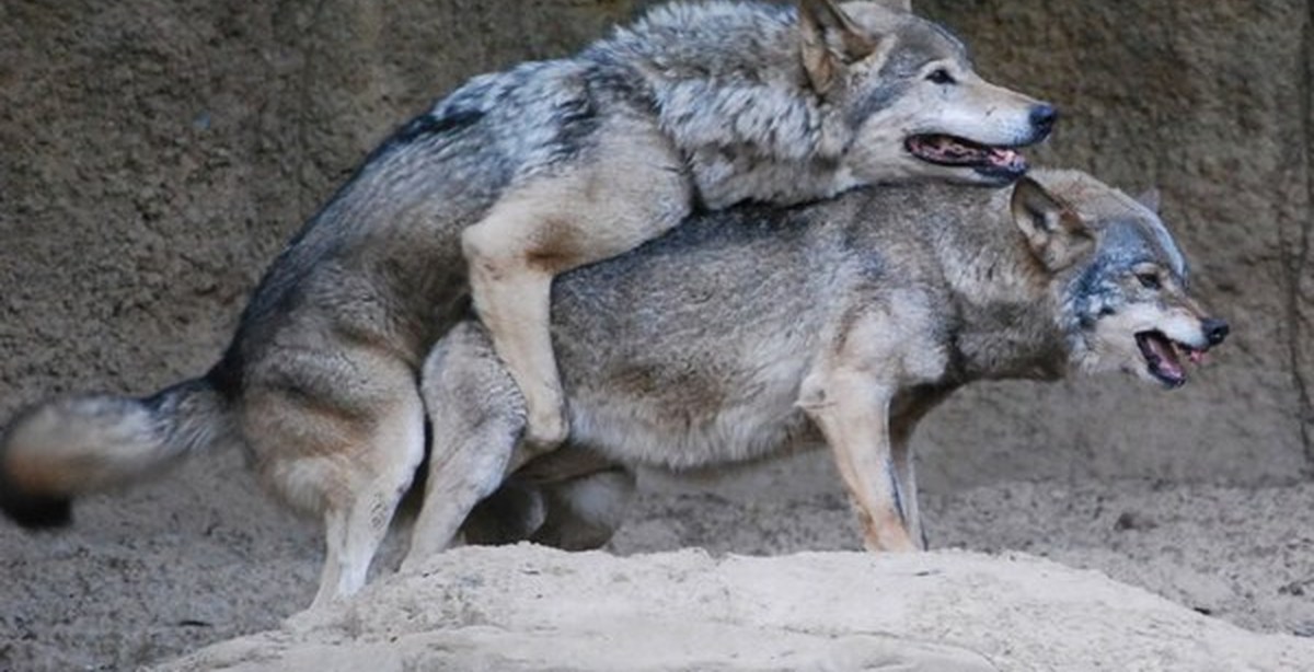 Gay mating