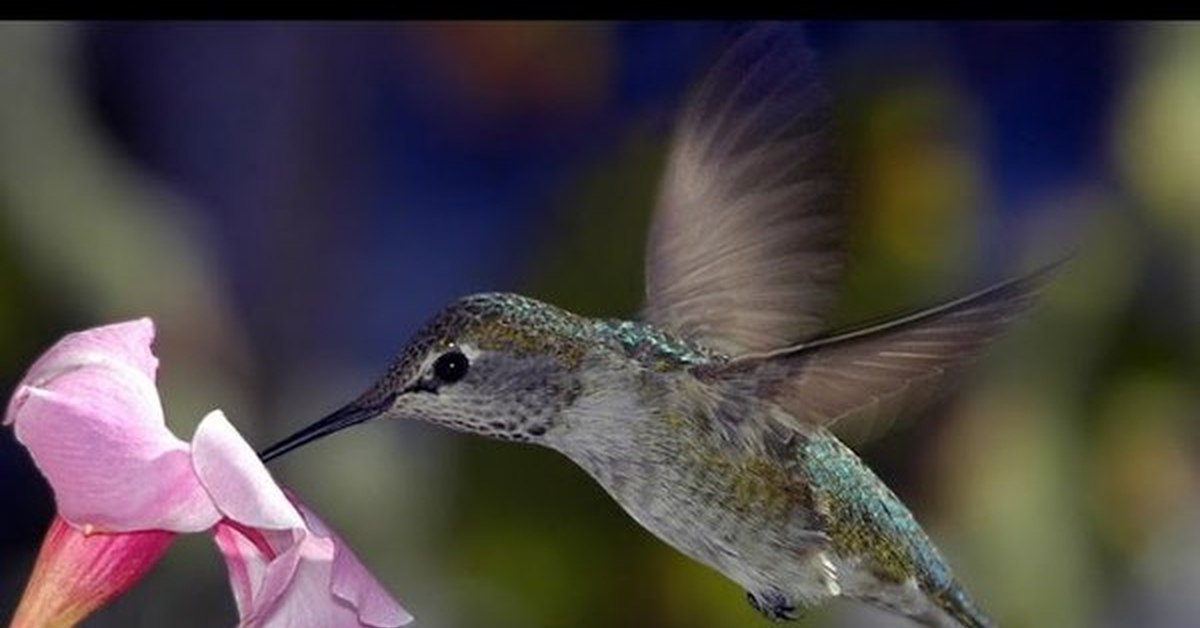 Колибри фото и описание. Колибри на Бали. Колибри Флорида. Маленькая птичка Колибри. Ореол Колибри.