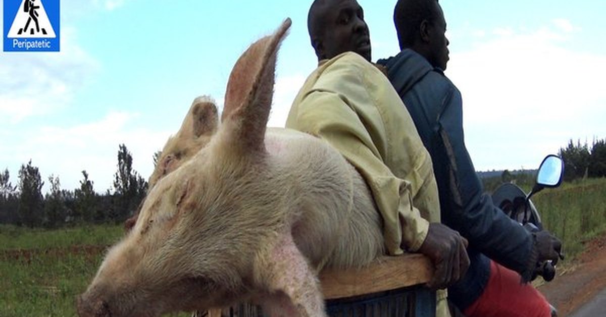 Свиньи в африке