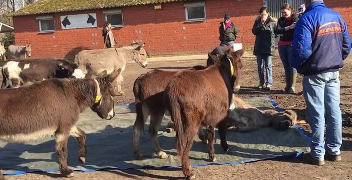 Donkey Show Tijuana