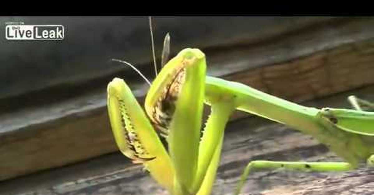 Mantis Eats Nipple