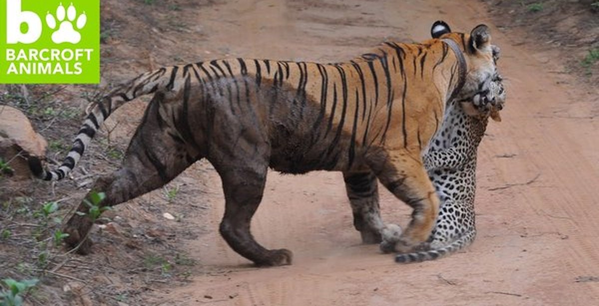 Кто сильнее ягуар или тигр. Лев против тигра против леопарда. Тигр vs леопард. Пантера нападает на человека.