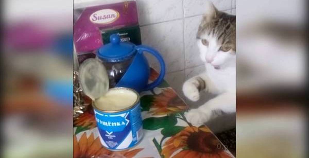Кот в сгущенке. Кот в сгущенке. Можно ли котам сгущенку. Кошка ест сгущенку. Кот и банка сгущенки.