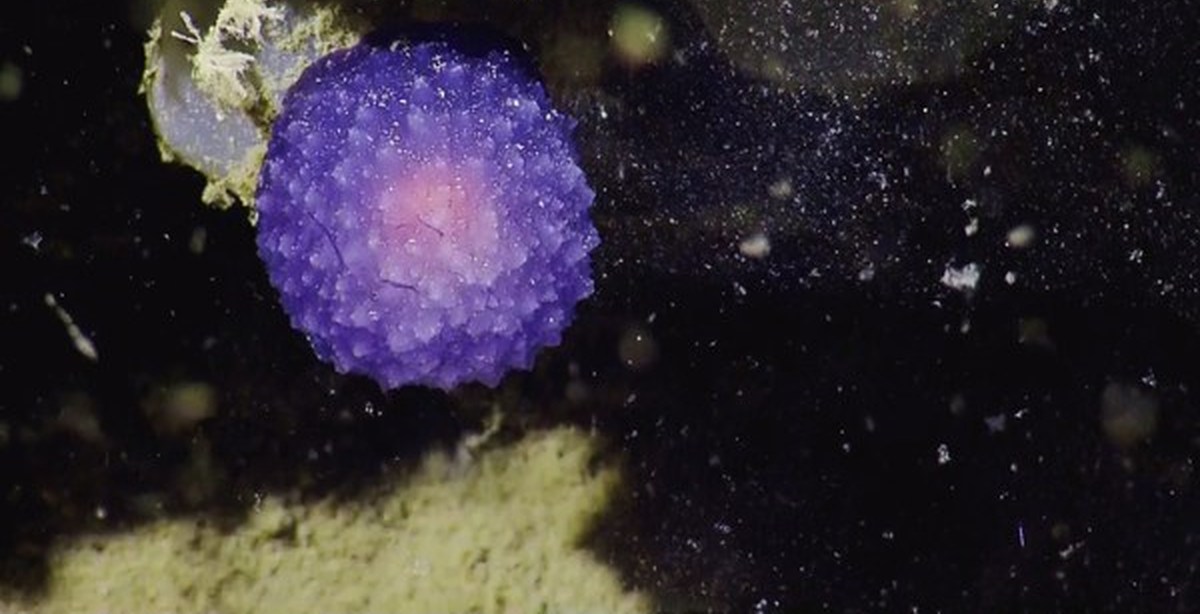 Загадочный шар в океане. Пурпурный шар. Фиолетовый шар в космосе. Пурпурный светящийся шар. Шар загадочный фиолетовый.