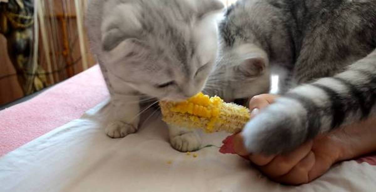 Можно котам кукурузу. Кот с кукурузой. Милые котики кукуруза. Грызет кукурузу. Хомяк ест кукурузу.