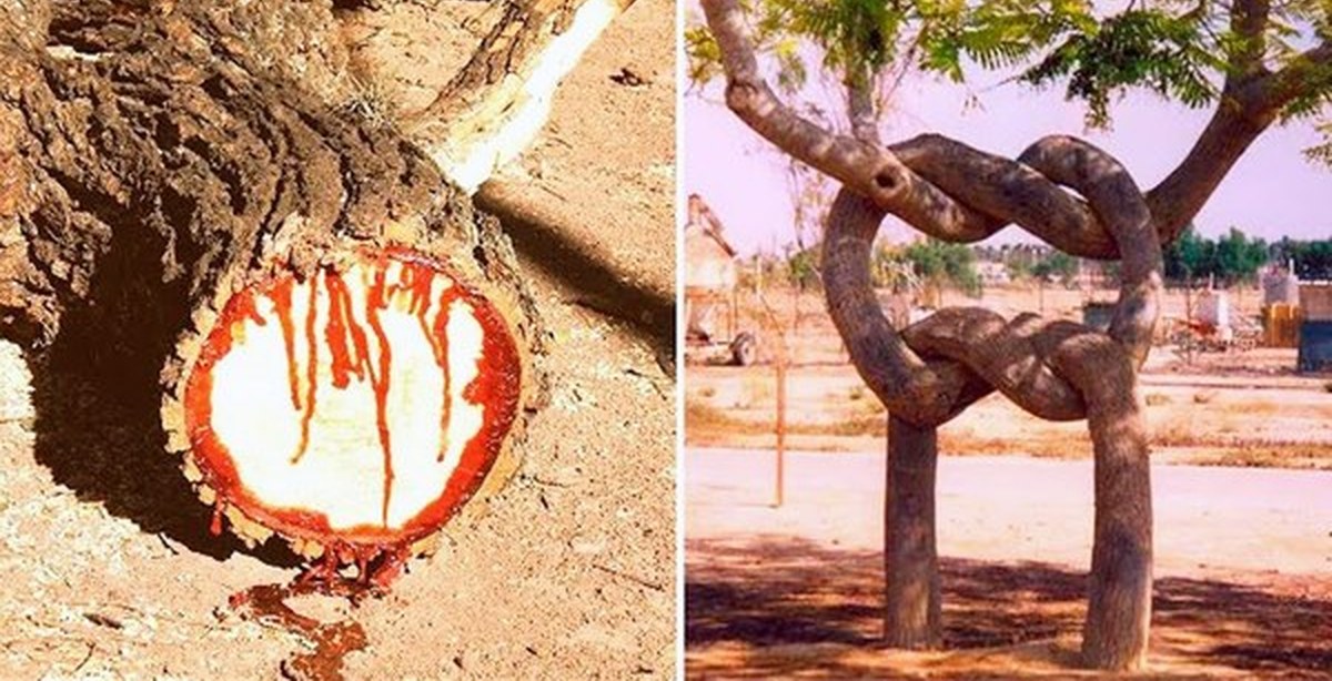 Самое страшное дерево в мире. Лиственница бесстыдница. Итуруп курильская сосна. Фикус бенгальский душитель. Необычные корни деревьев.