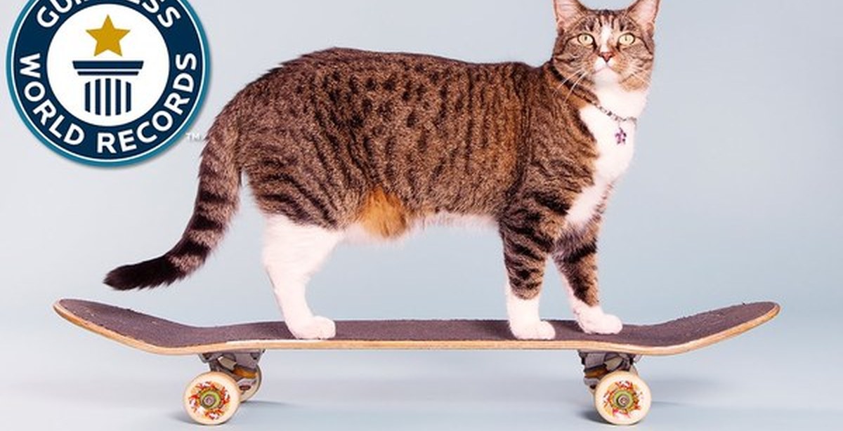Книга рекордов котов. Кот рекордсмен. Кошка на скейте. Рекорды Гиннесса кошек. Кошка диджа.