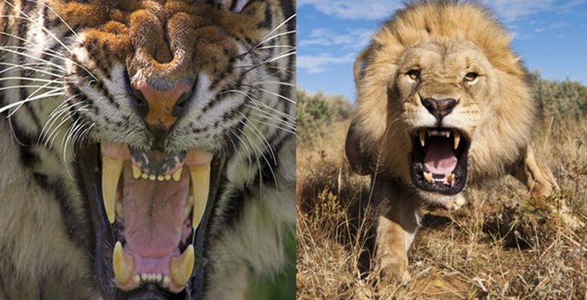 Кто победил лев или тигр. Лев против тигра. Тигр vs Лев. Тигры против Львов.