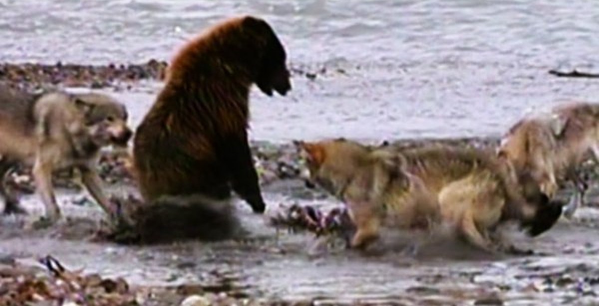 Видео медведи против. Медведь Гризли против Волков. Стая Волков против медведя. Медведь Гризли против тигра.