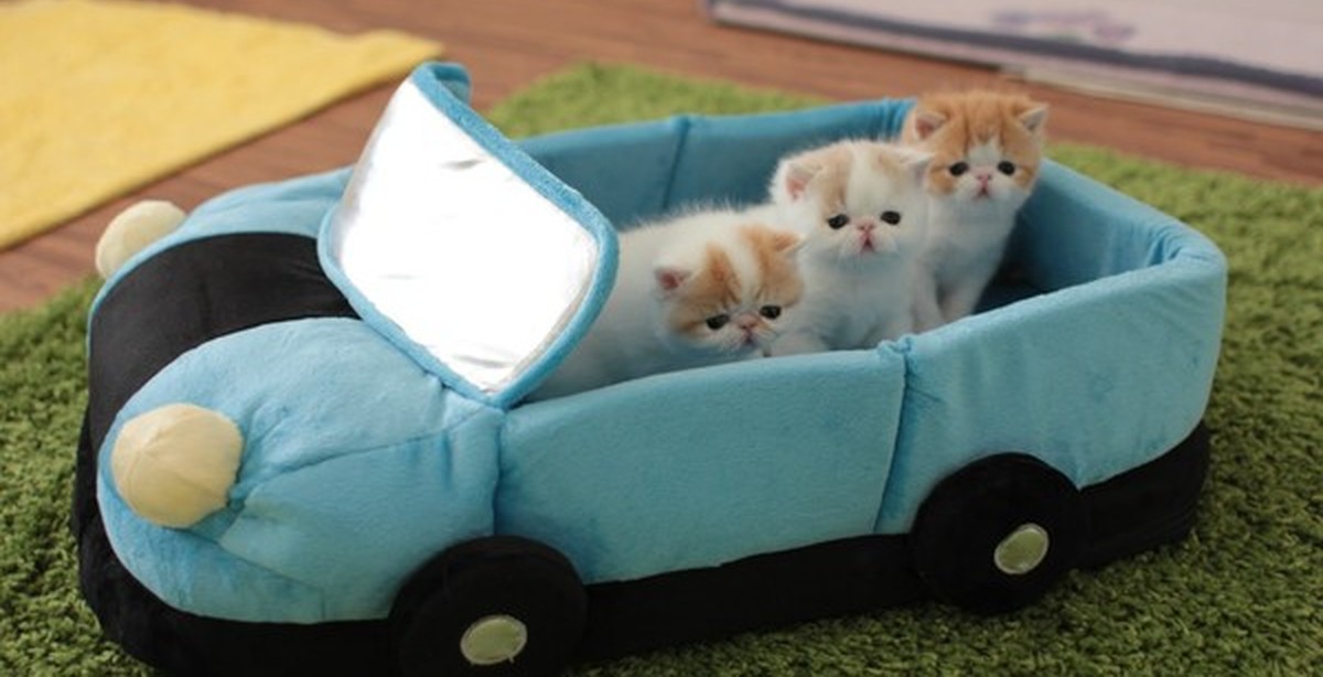 Car cats. Кот в машине. Машина для котов. Кот в машинке. Кот в машинке игрушечной.