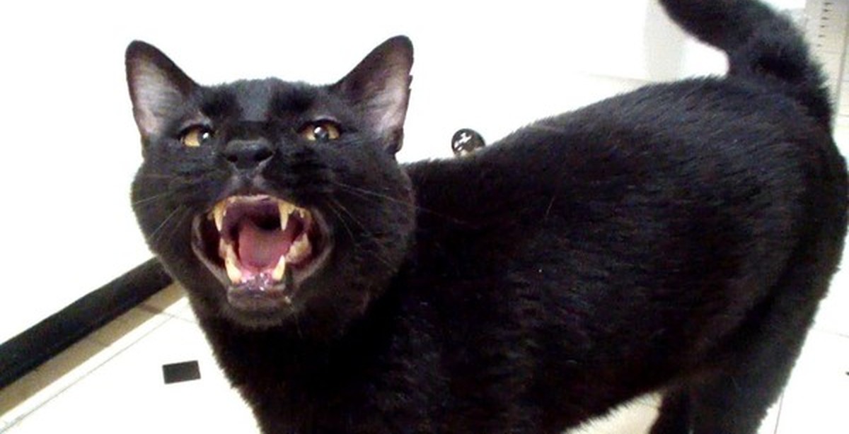 Агрессивные звуки котов. Злая киска. Агрессивный кот фото. Кошка Пуся. Агрессивный кот в полный рост.