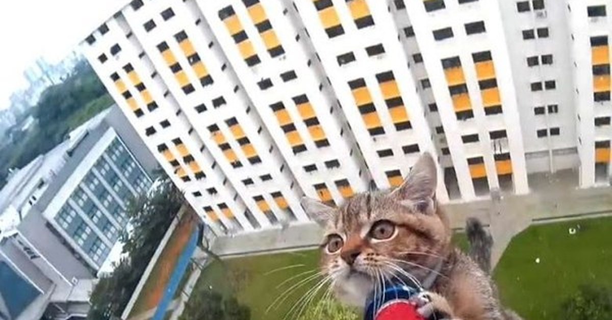 Включи кота дальше. Кот на балконе. Летающий кот. Кошка падает из окна. Балкон для кошек.
