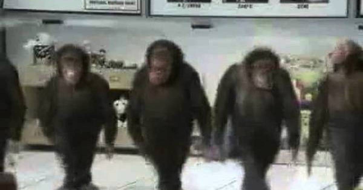 Танцующий шимпанзе. Обезьяна танцует. Обезьяна танцует лезгинку. Обезьяна танцует гиф. Танцующая обезьяна гифка.