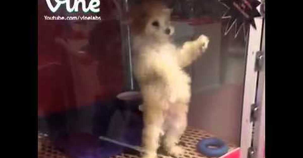 Танцующая собака гиф