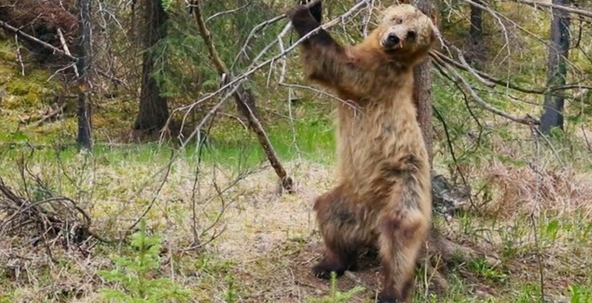 дикий когда выходит