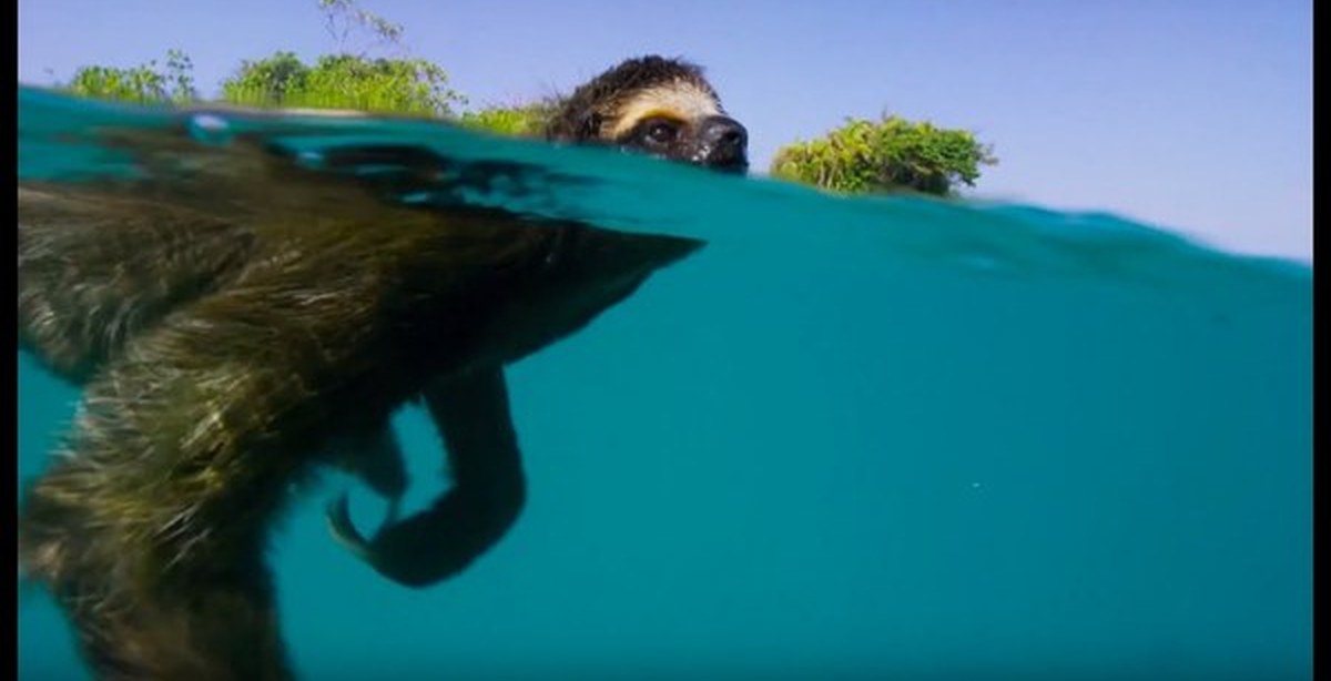 Ленивец амазонии. Плавающие животные. Ленивец в воде. Трехпалый ленивец. Ленивец в воде.