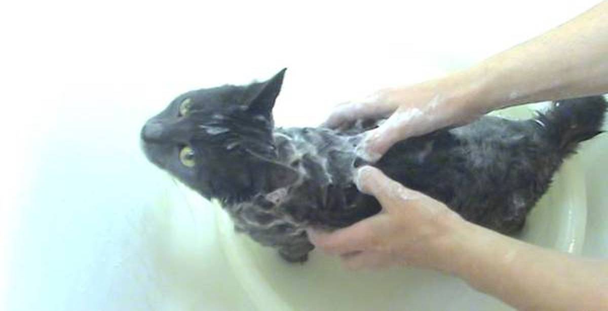 Можно мыть кота мылом. Кошку купают. Искупать кошку дегтярным мылом. Как купать кошку от блох.