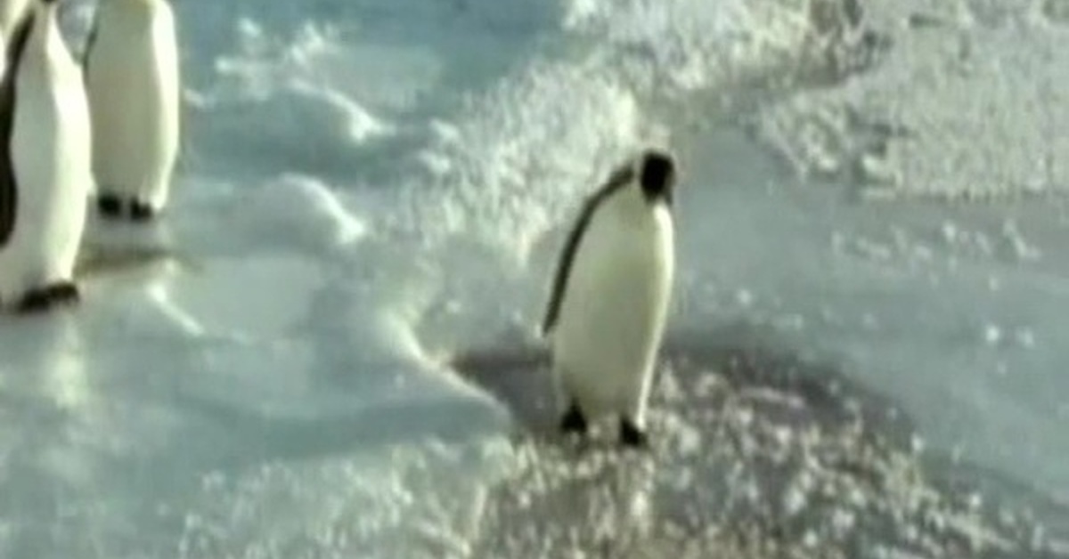 Пингвин как пользоваться видео. Схема вязания пингвина крючком. Ввс пингвины. Пингвин упал. Kumimanu biceae.