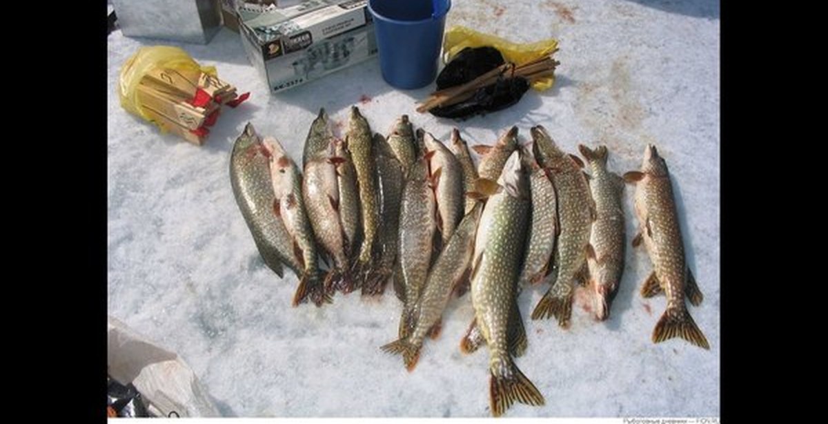 Зимние рыбалка 20 20. Рыбалка зимой. Зимняя рыбалка улов. Рыбалка на щуку зимой. Зимний улов щуки.