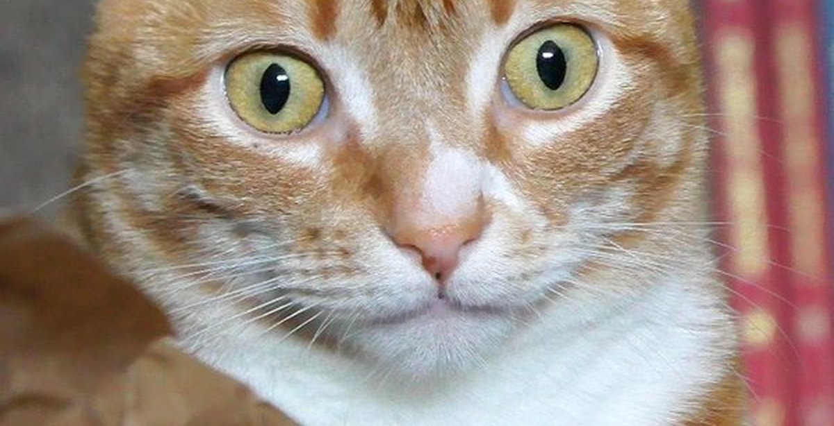 Удивлённое лицо кота