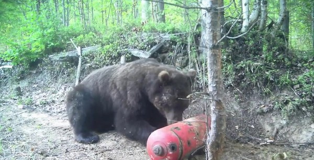 Хороший медведь видео. Охота на медведя Томский район. Охота на медведя в Томской области. Охотничьи капканы на медведя.