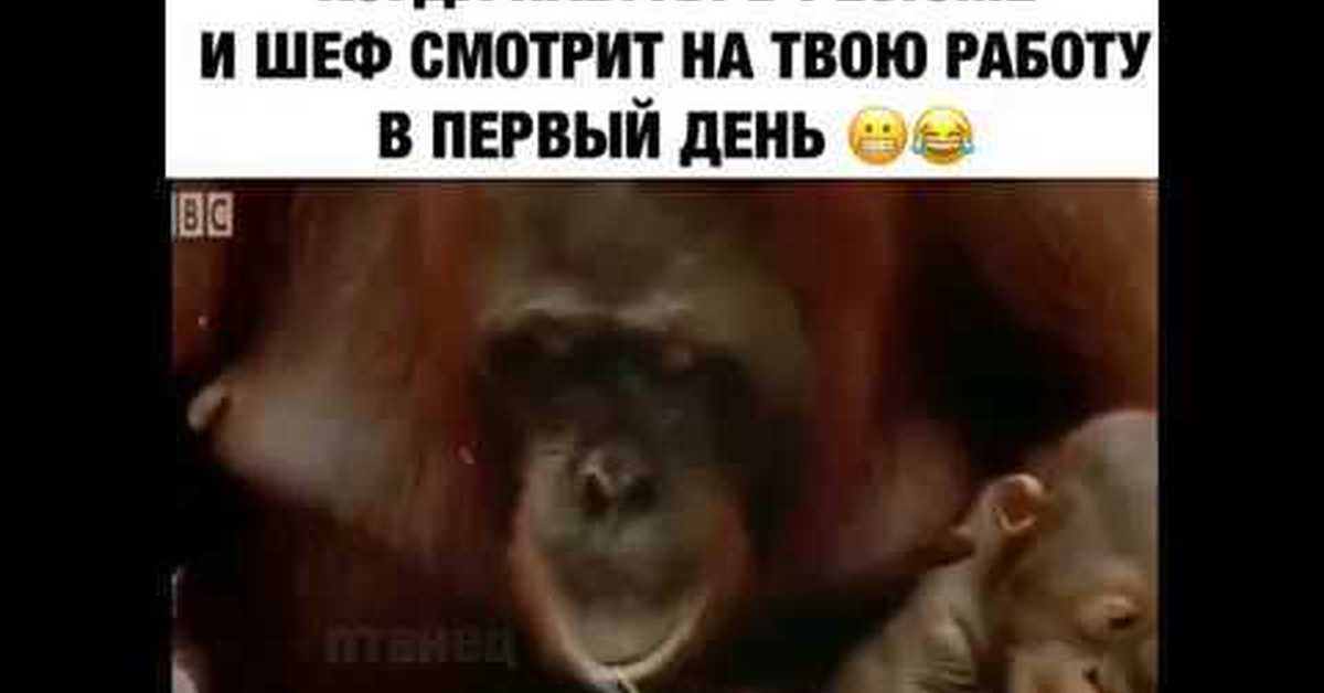 Когда наврал в резюме. Когда наврал в резюме и тебя взяли. Когда наврал в резюме прикол. Наврал в резюме Мем