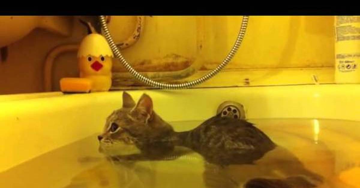 Видео коты в ванне. Кот купается в ванной. Котик в ванне с уточками. Котик плавает в ванне. Котенок купается в ванне.