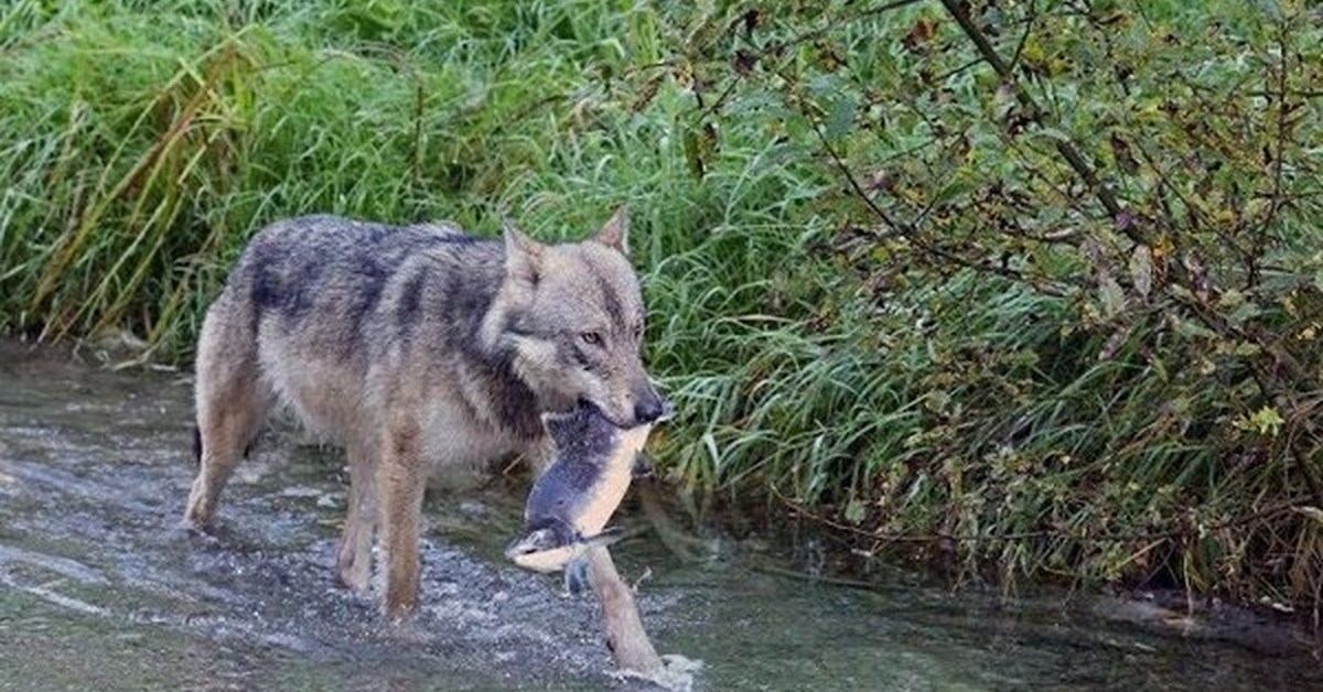 Кто может съесть волка. Волк рыбачит. Волк ловит рыбу.
