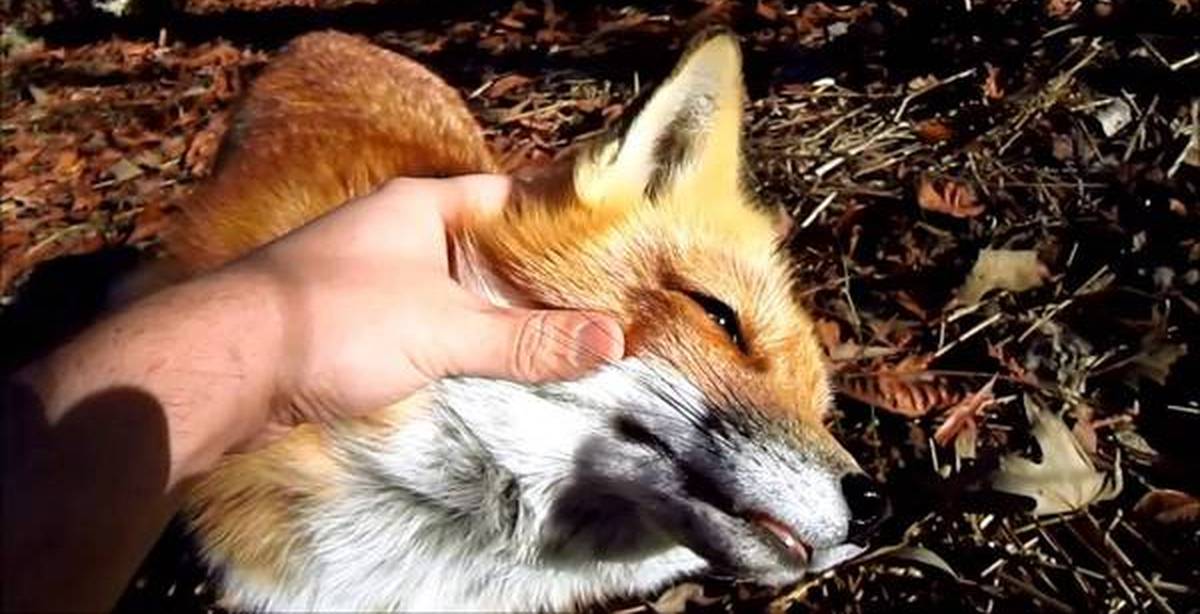 Сколько лет живут лисы. Лису гладят. Человек лиса. Лисенок на руках. Человек гладит лисичку.