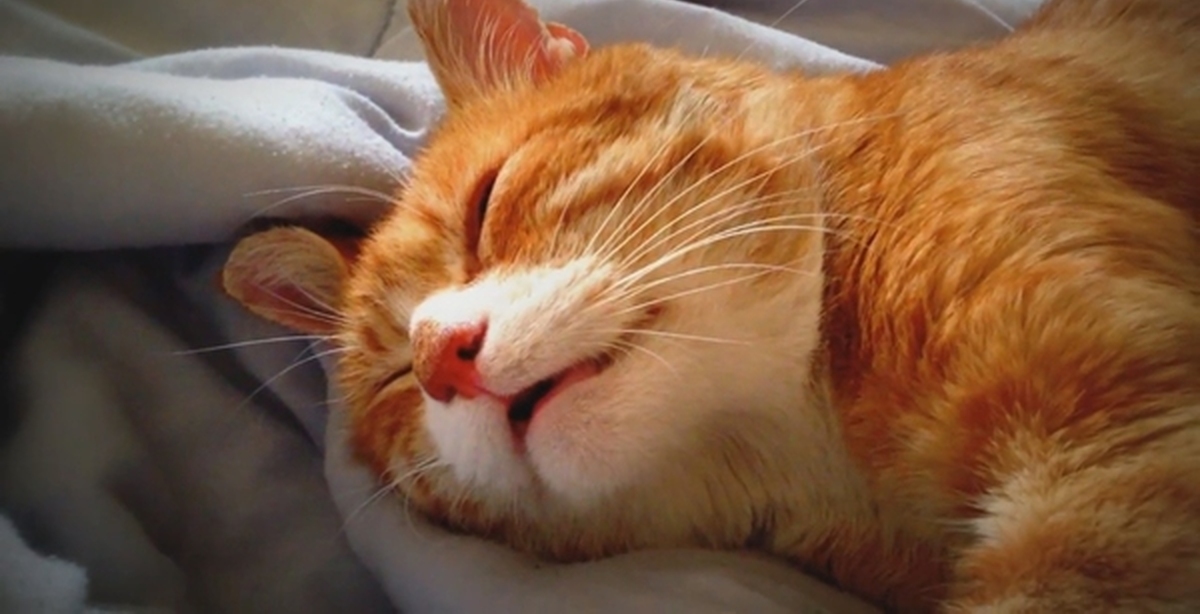 Видео спящего кота. Сонный кот. Кот храпит.