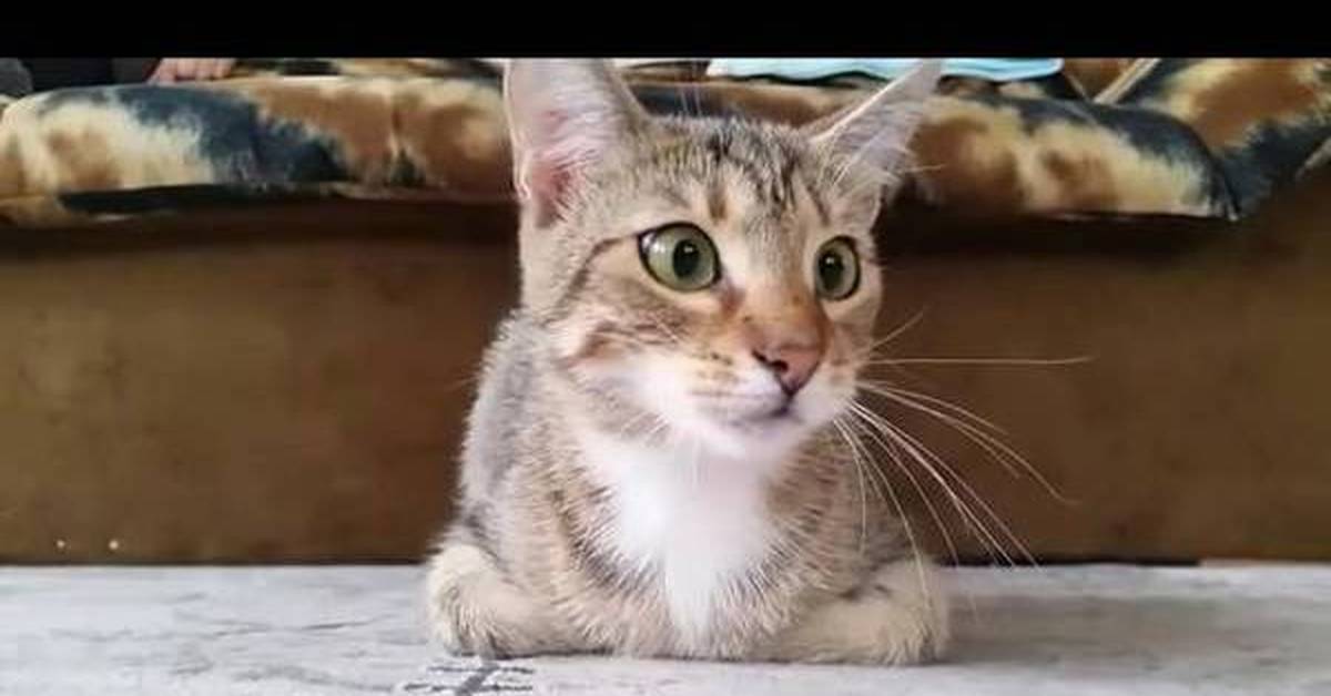 Напуганный кот. Кот смотрит страшилки. Кот смотрит страшилки. Страшный черный кот. Мистические кошки.
