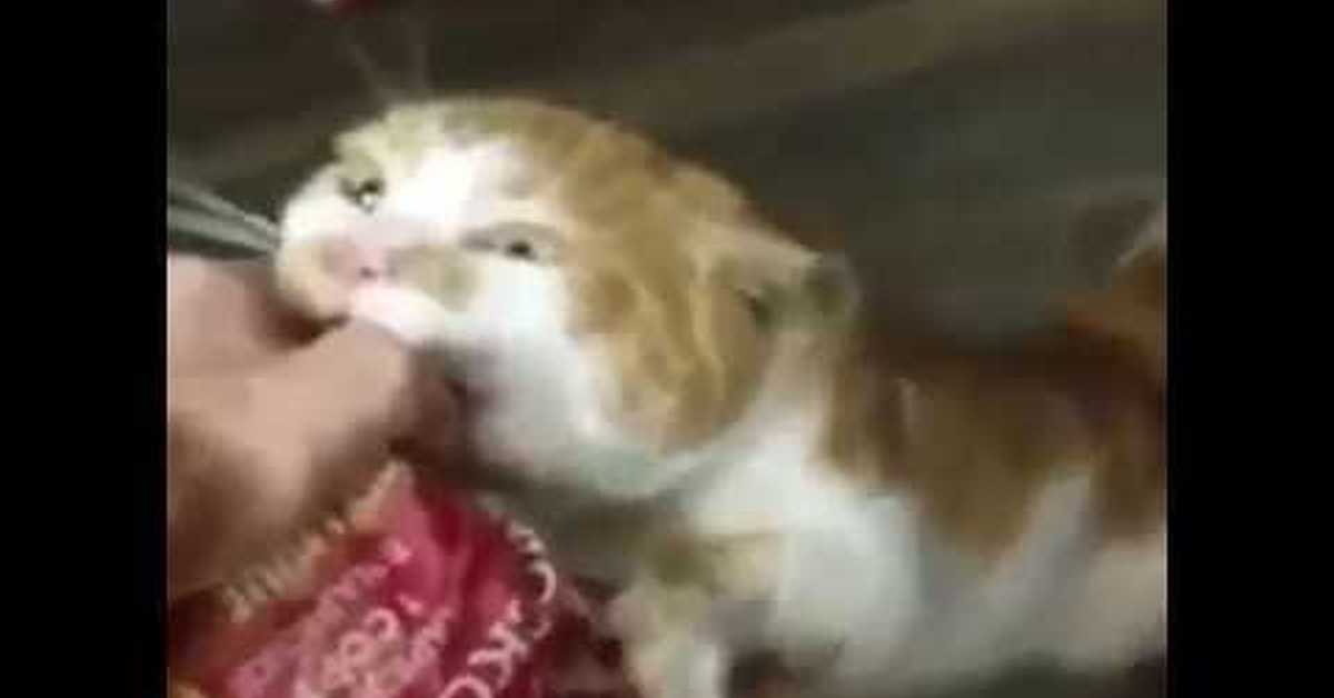 Кот боря. "булку отдай". Кот боря. Кот боря отдай булку. "булку отдай".