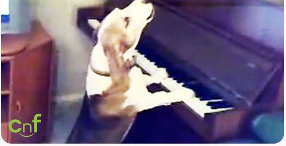 Видео собачка песня. Собака на пианино. Собака на рояле. Собака пианист. Собака играет на пианино.