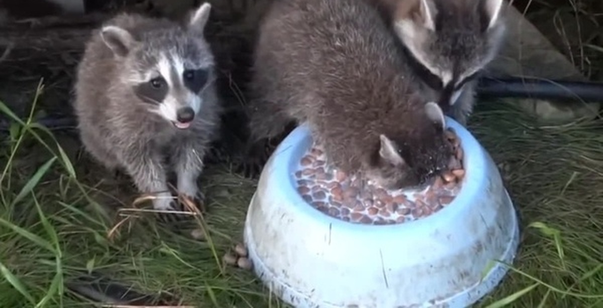 пьет молоко ловит мышей живет в лесу. смешные истории протживотных. кот и ежик. енот ест. пьет молоко ловит мышей живет в лесу.