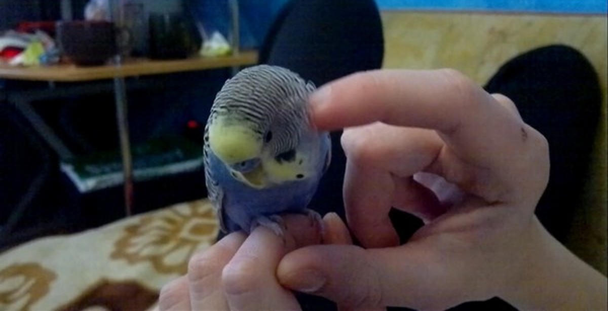 Гладит попугая. Попугайчик гоша. Как гладить попугая. Чистокрылый волнистый попугай. Гладит попугая.