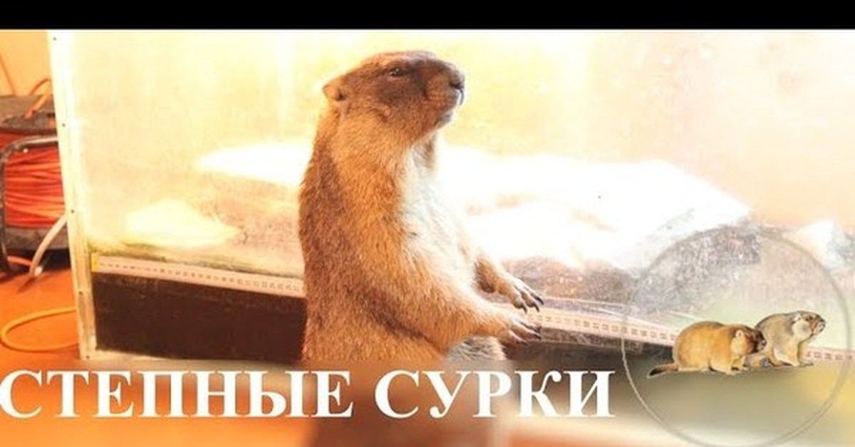 Мне подарили сурка толстого неуклюжего