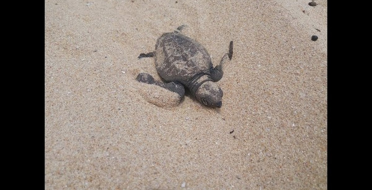 Черепаха за первую минуту проползла 4.7 м. Рождение черепахи. Черепашата рождение. Первые черепахи. Морские Черепашки родились.