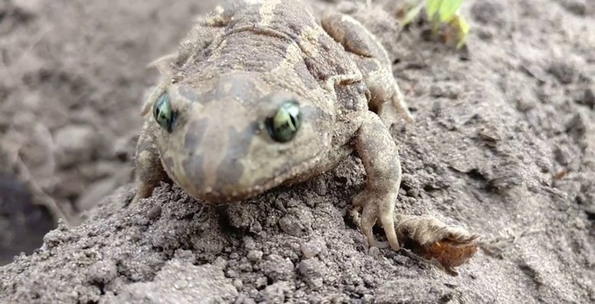 Лягушка видео. Первые лягушки на земле. Лягушка сидит на земле. Лягушка в земле. Жаба сидит в грязи.