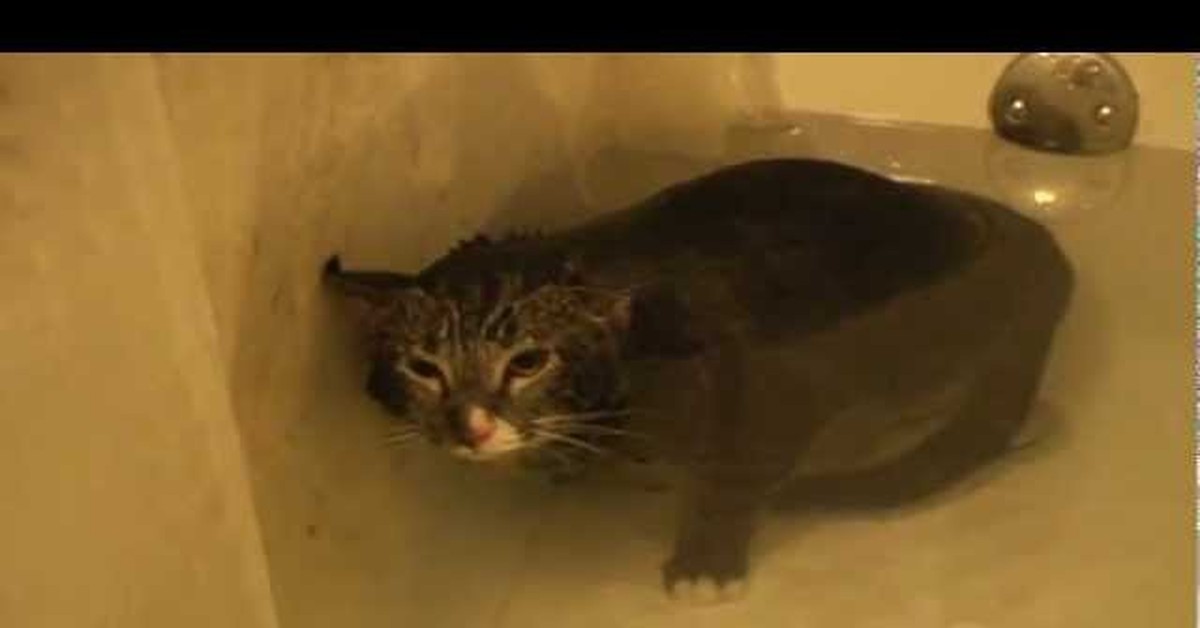 Видео кота в ванной. Кот в ванне. Мяукающий под водой кот. Водоплавающий котик. Кот орёт в ванне.